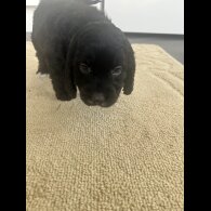 Cockapoo