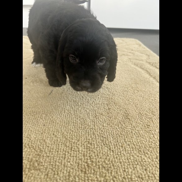 Cockapoo