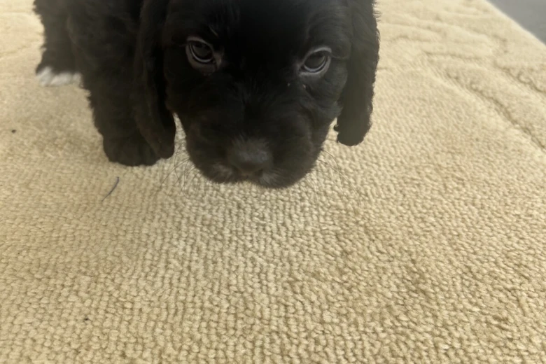 Cockapoo