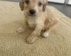Cockapoo