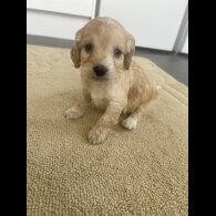 Cockapoo