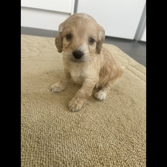 Cockapoo