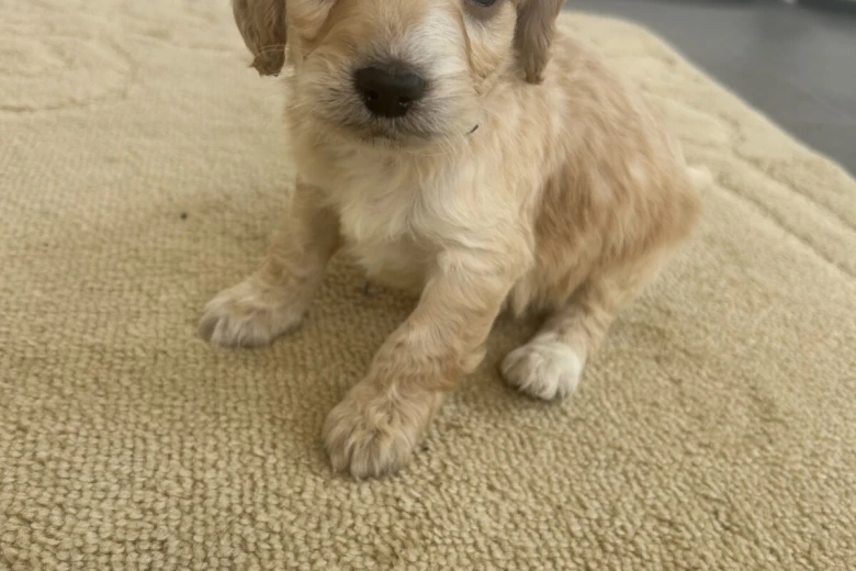 Cockapoo