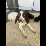Cockapoo