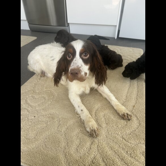 Cockapoo