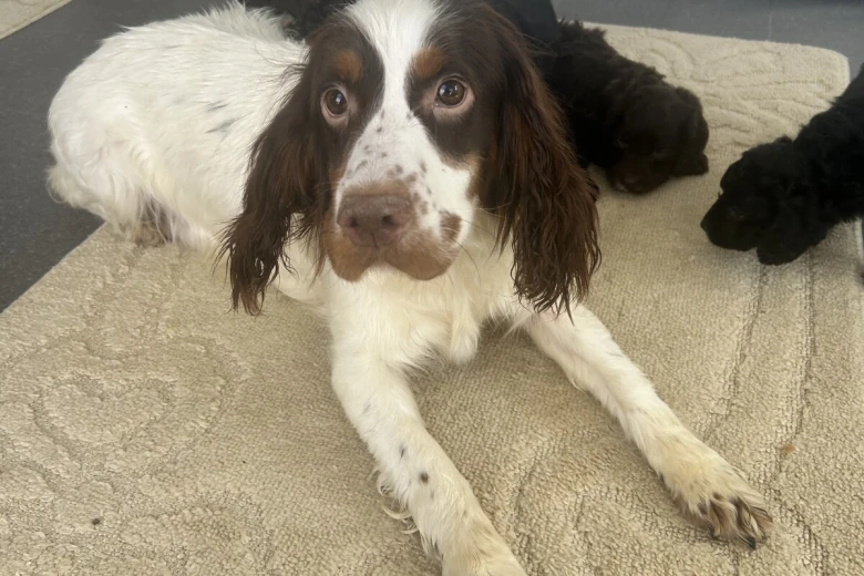Cockapoo