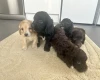 Cockapoo