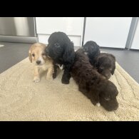 Cockapoo