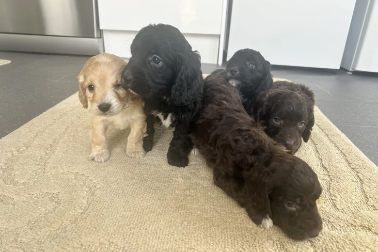 Cockapoo