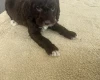 Cockapoo