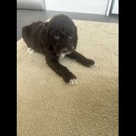 Cockapoo