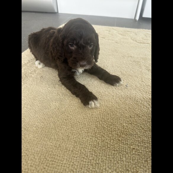 Cockapoo
