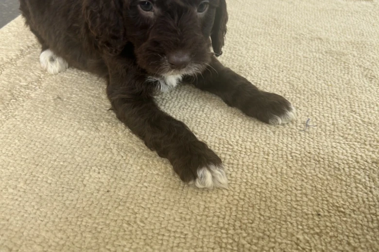 Cockapoo