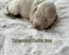 Cavapoo