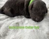 Cavapoo