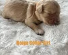 Cavapoo