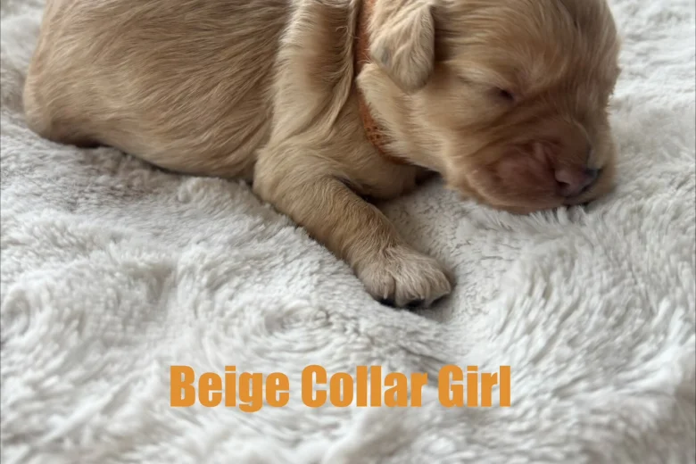 Cavapoo