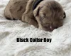 Cavapoo