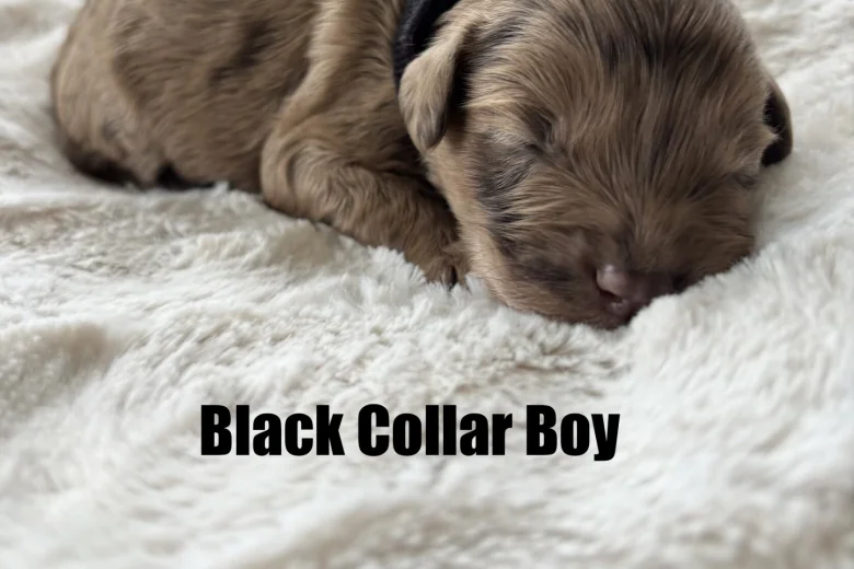 Cavapoo