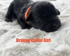 Cavapoo