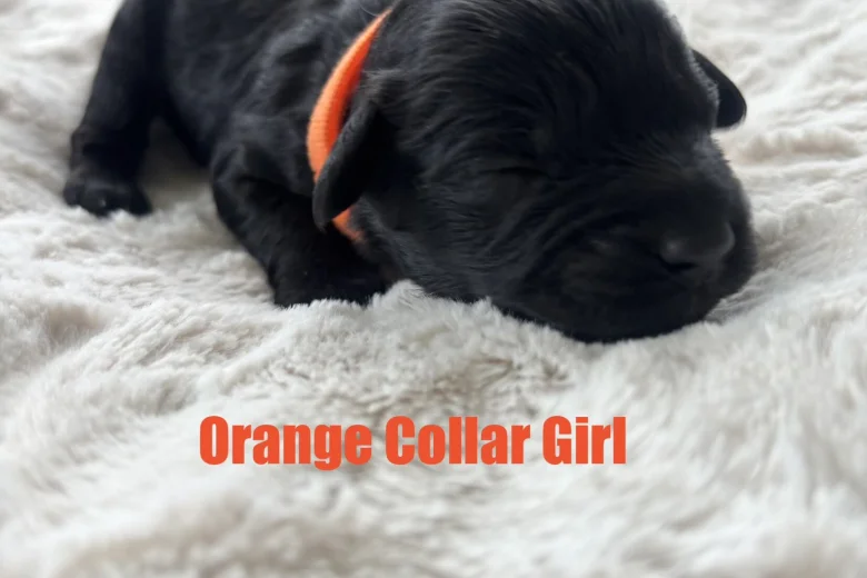 Cavapoo