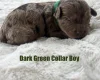 Cavapoo
