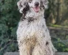 Cavapoo