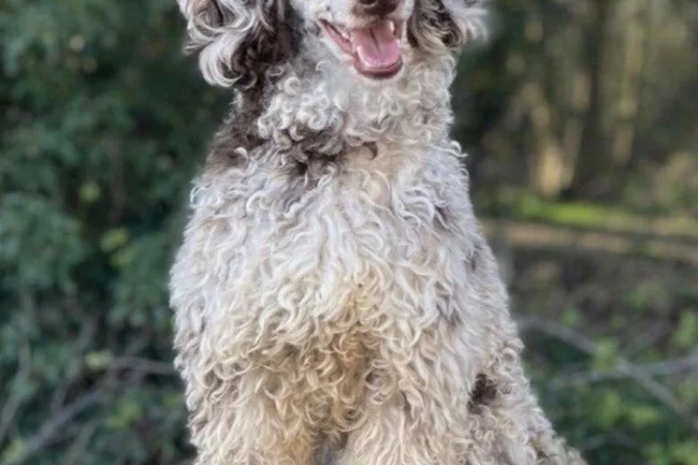 Cavapoo
