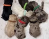 Cavapoo