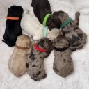 Cavapoo