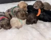Cavapoo