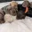 Cavapoo