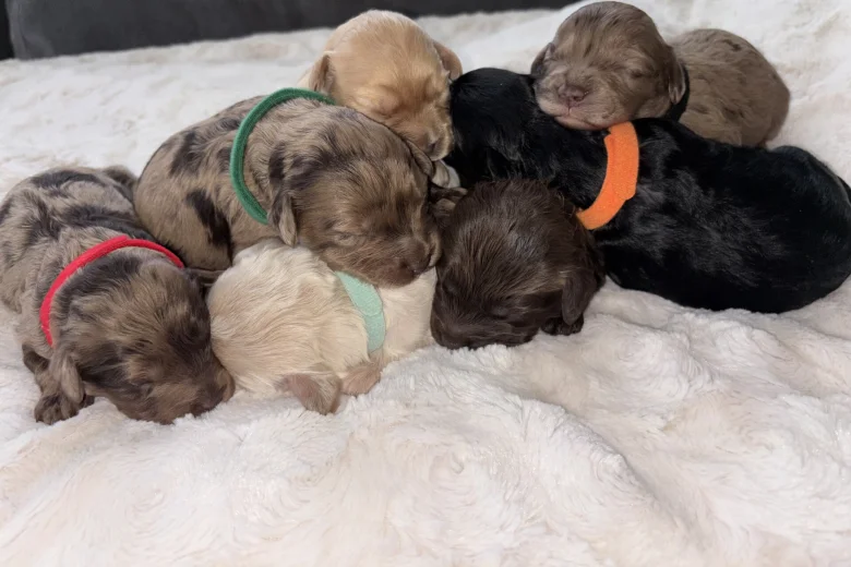 Cavapoo