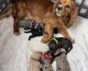 Cavapoo
