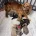 Cavapoo