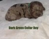 Cavapoo