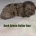 Cavapoo