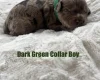 Cavapoo
