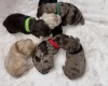Cavapoo
