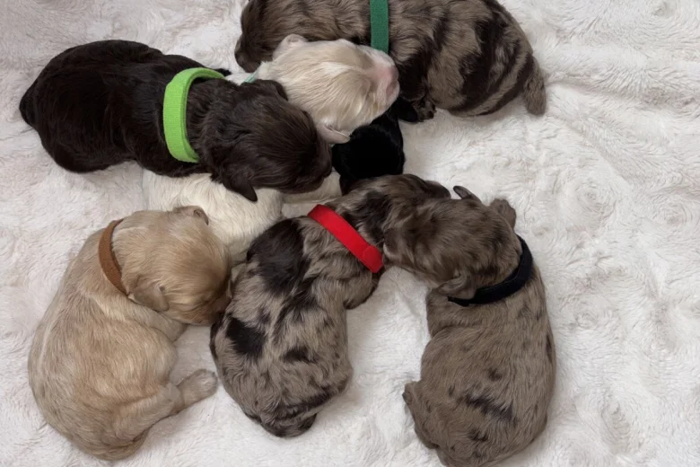 Cavapoo