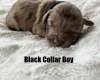 Cavapoo