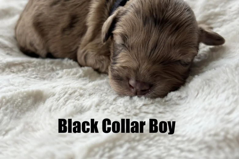 Cavapoo