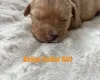 Cavapoo