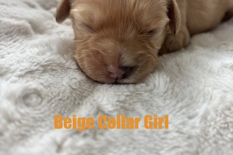 Cavapoo