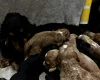 Cockapoo