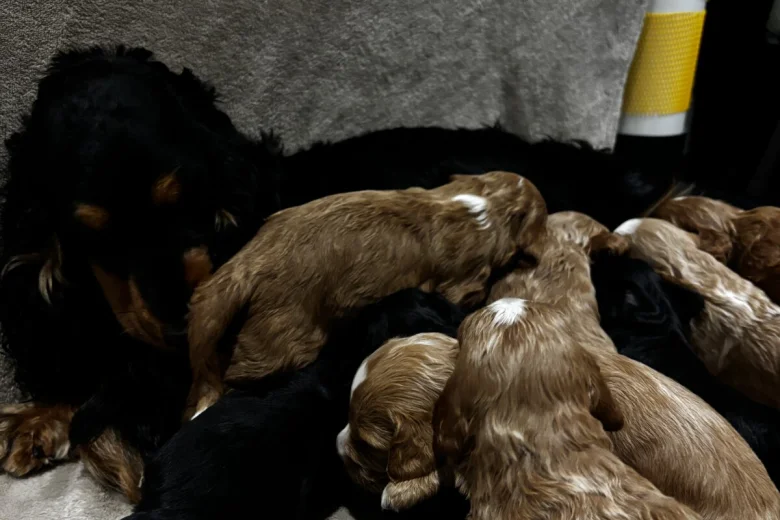 Cockapoo