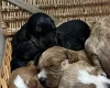 Cockapoo