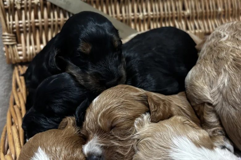 Cockapoo