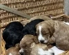 Cockapoo