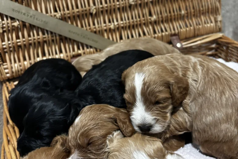 Cockapoo